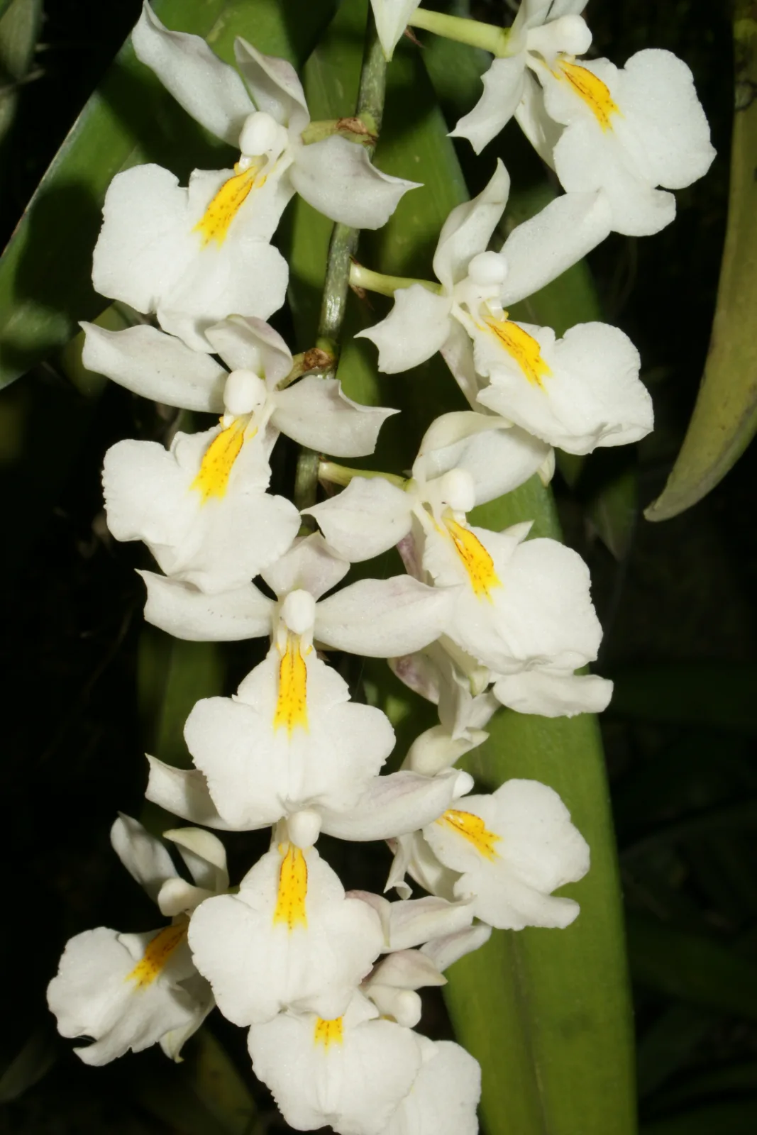 RODRIGUEZIA VENUSTA.  