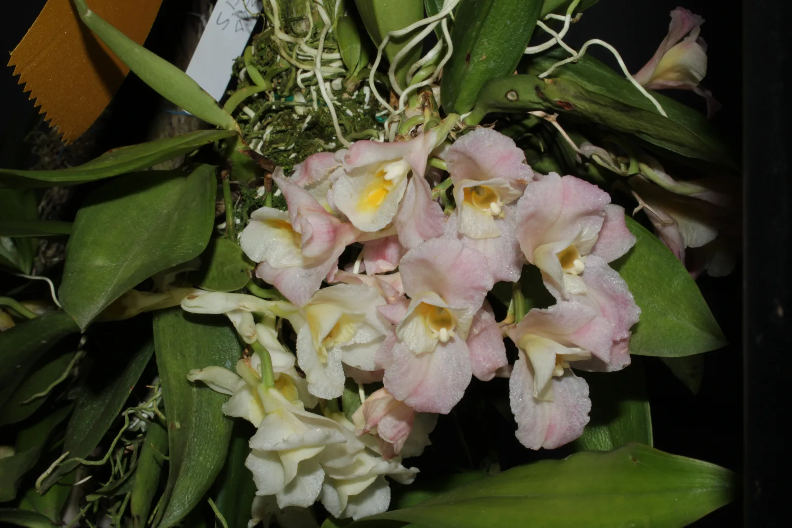 RODRIGUEZIA GRANADENSIS  