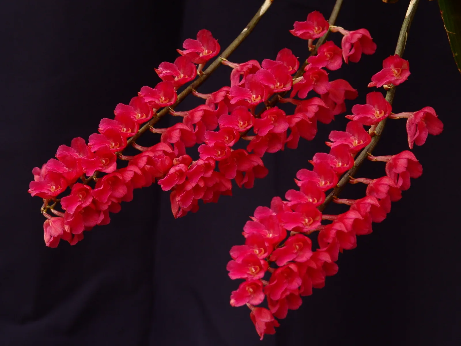 RODRIGUEZIA LANCEOLATA  