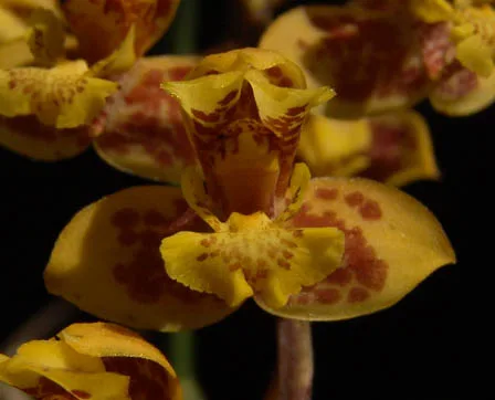 RUDOLFIELLA AURANTIACA.  
