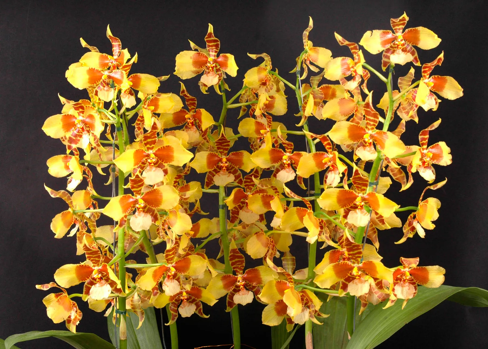 ROSSIOGLOSSUM GRANDE  