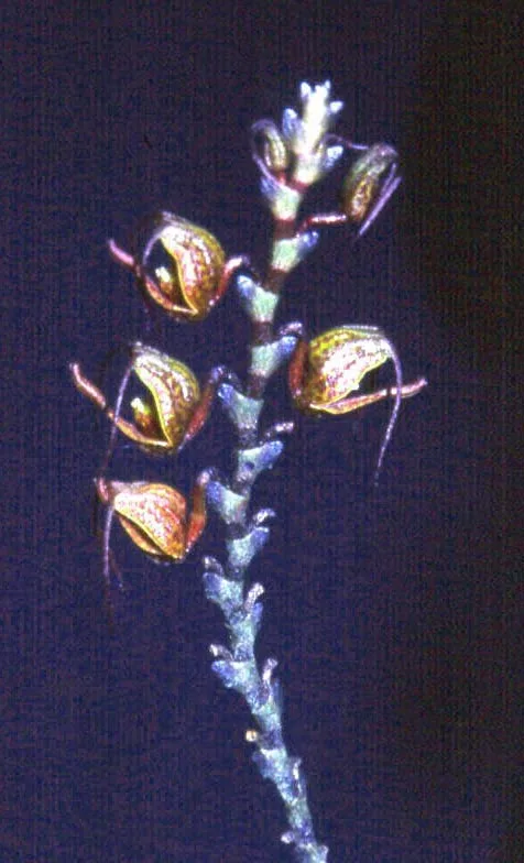 SCAPHOSEPALLUM ANTENIFERRUM  