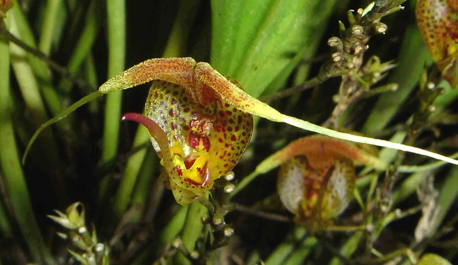 SCAPHOSEPALLUM DECORUM  