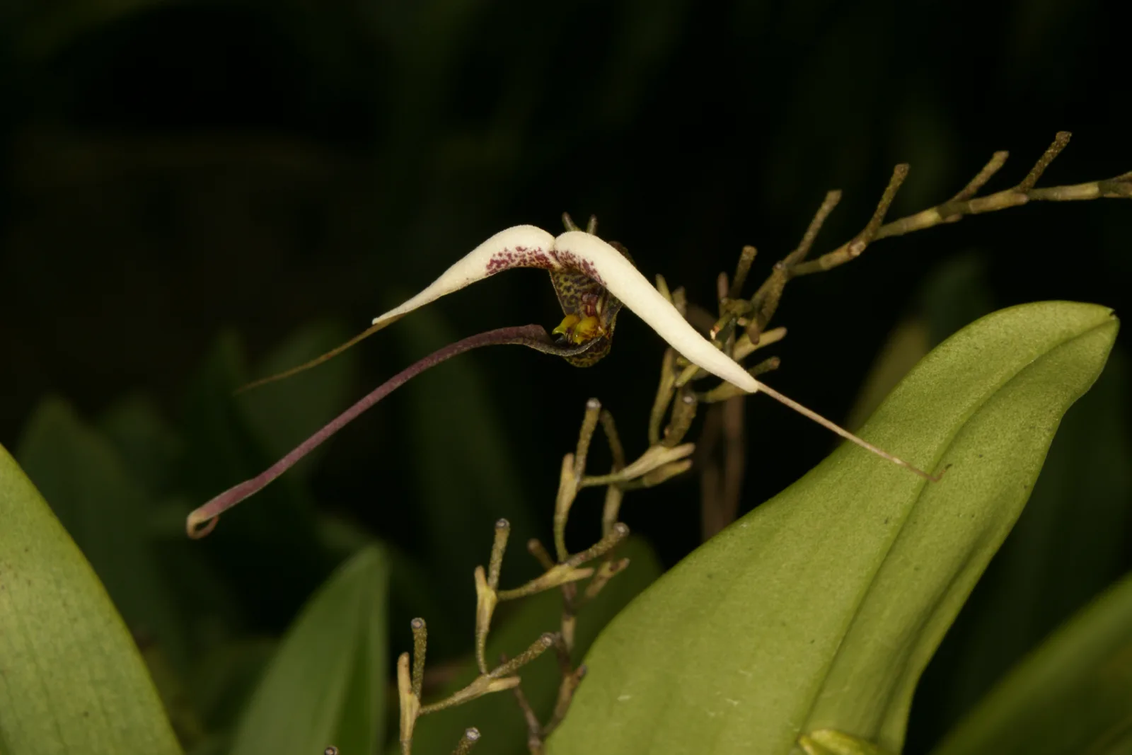 SCAPHOSEPALLUM GIBBEROSUM.  