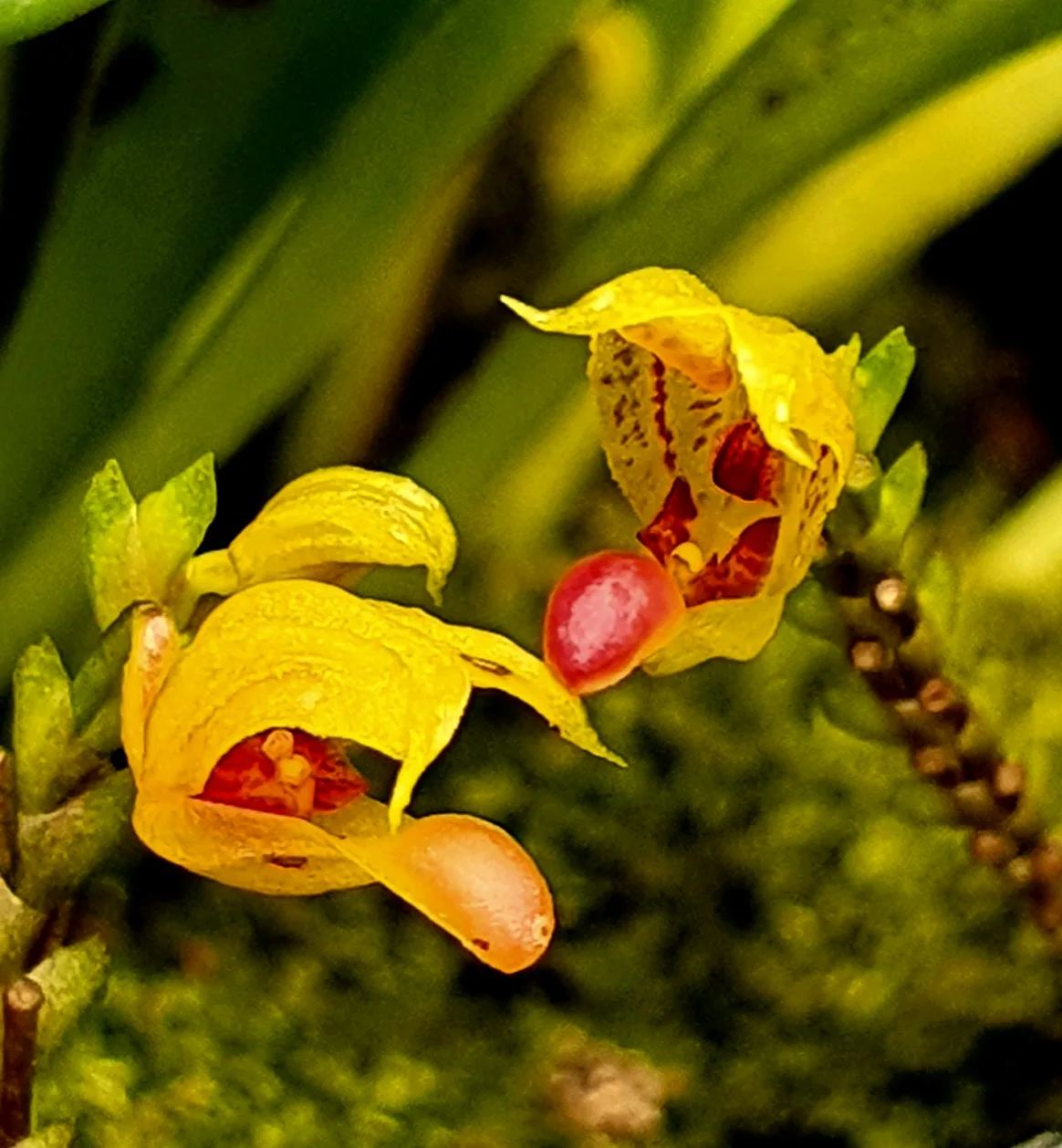 SCAPHOSEPALLUM MICRODACTYLUM  