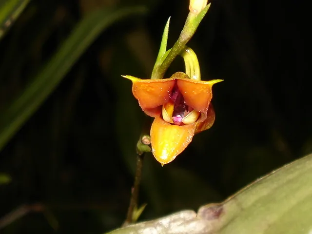 SCAPHOSEPALLUM ODONTHOCHILUM  