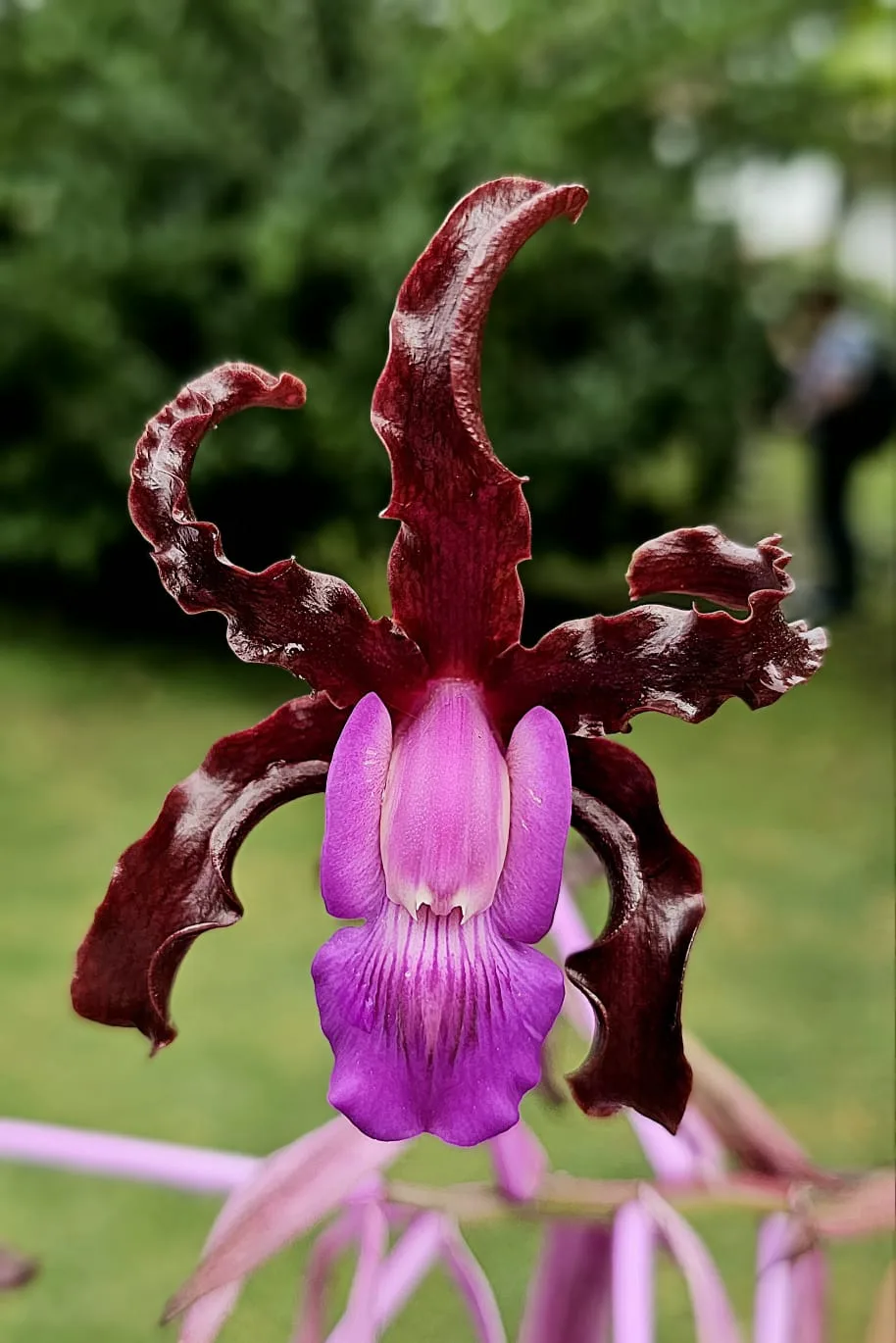 SCHOMBURGKIA SCHULTZEI  