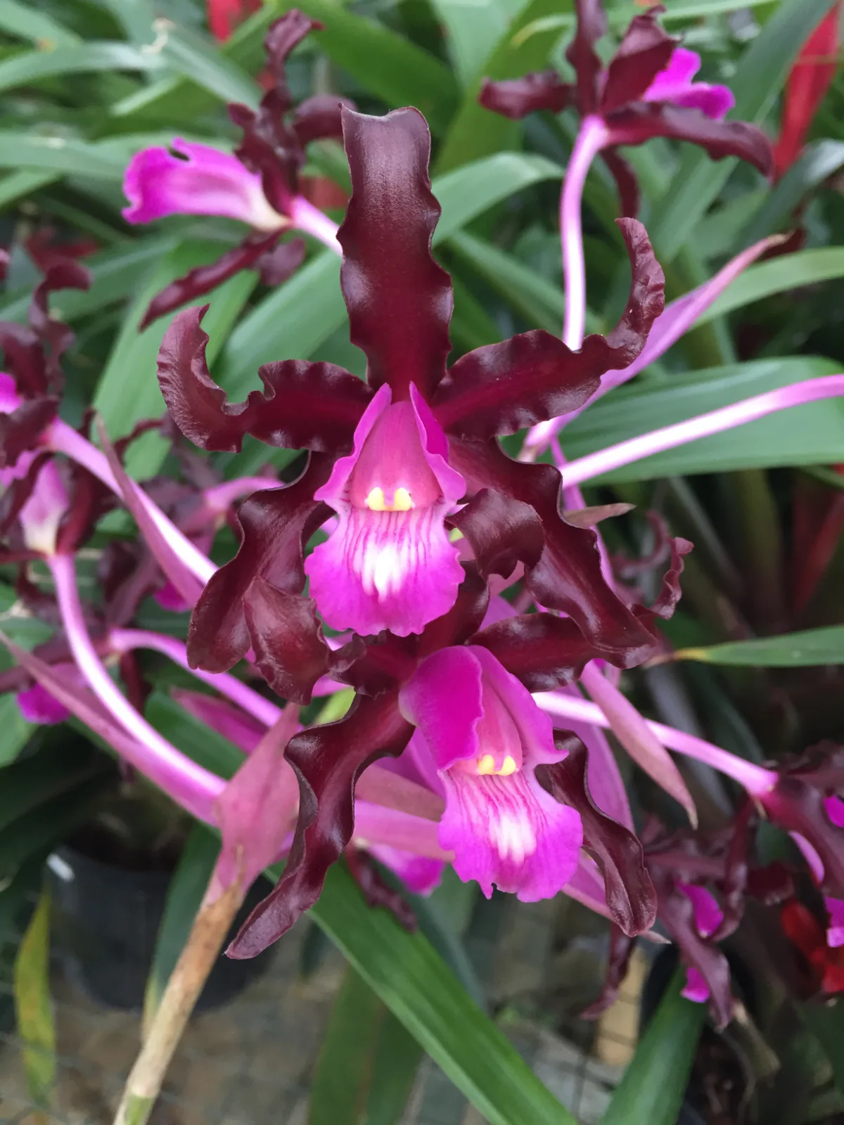 SCHOMBURGKIA SPLENDIDA  