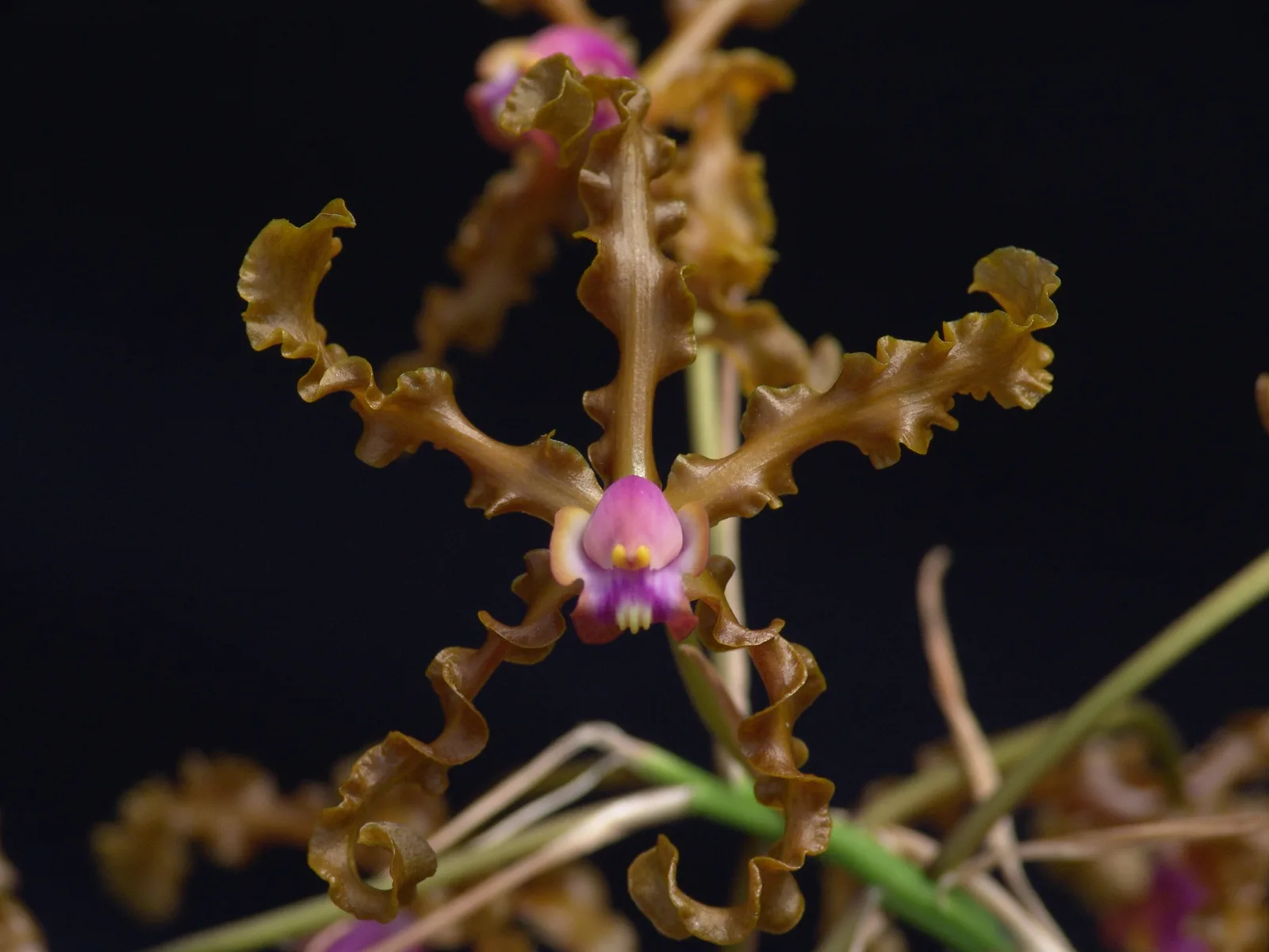 SCHOMBURGKIA WALLISI  