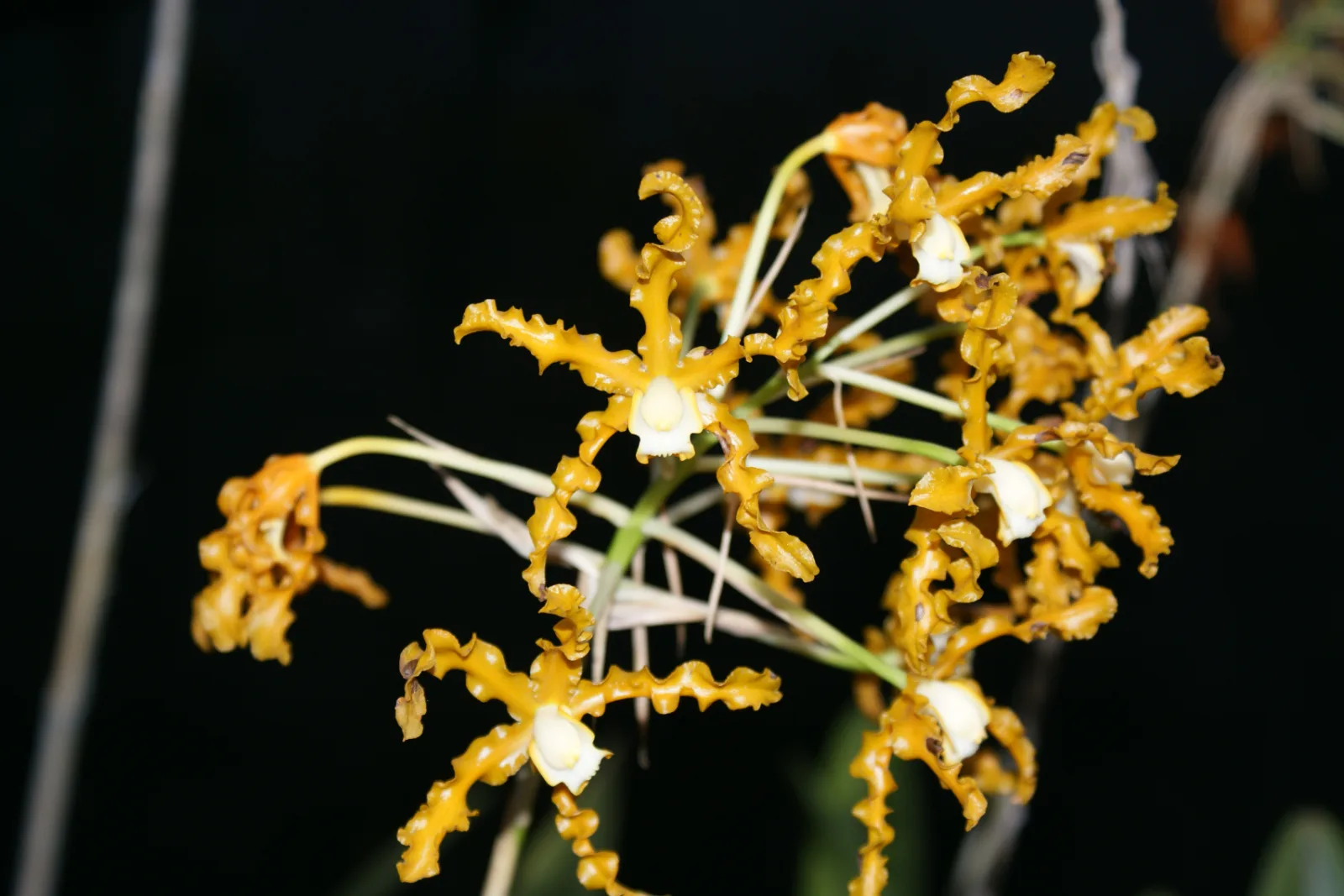 SCHOMBURGKIA WALLISI XANTHINO 