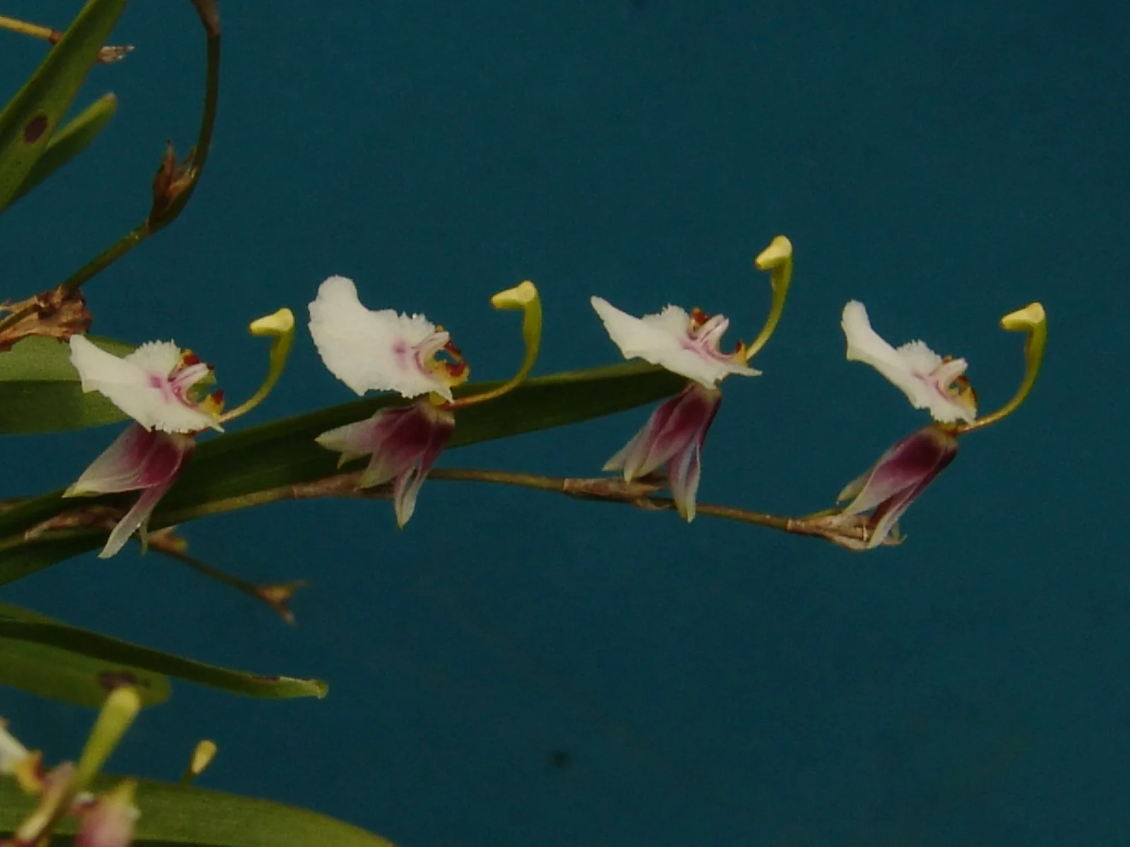 SIGMATOSTALIX AURICULATA  