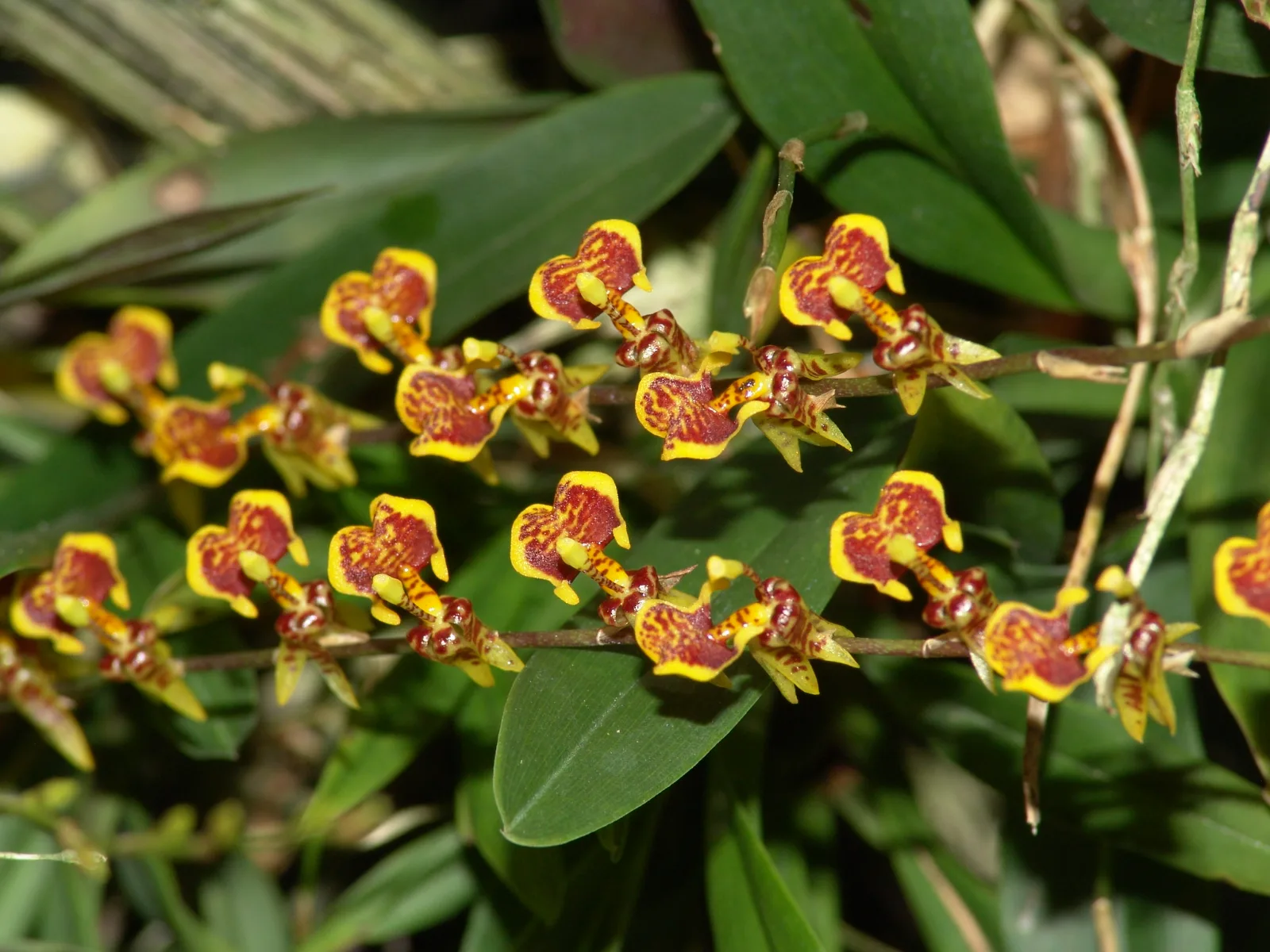 SIGMATOSTALIX GUATEMALENSIS  