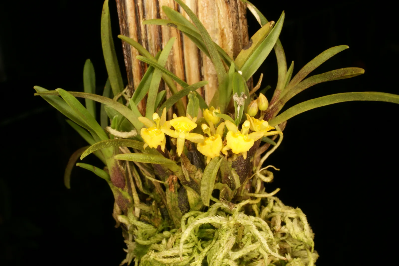 SIGMATOSTALIX GRAMINIA  