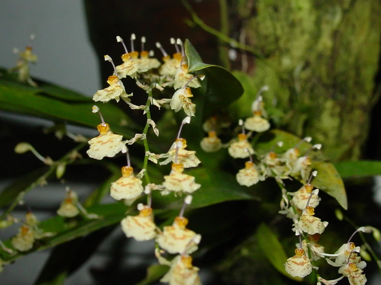 SIGMATOSTALIX PICTURATISIMA  