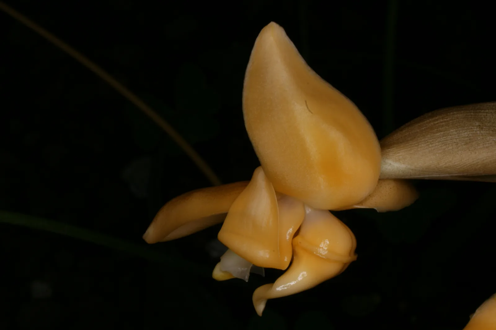 STANHOPEA ANNULATA  