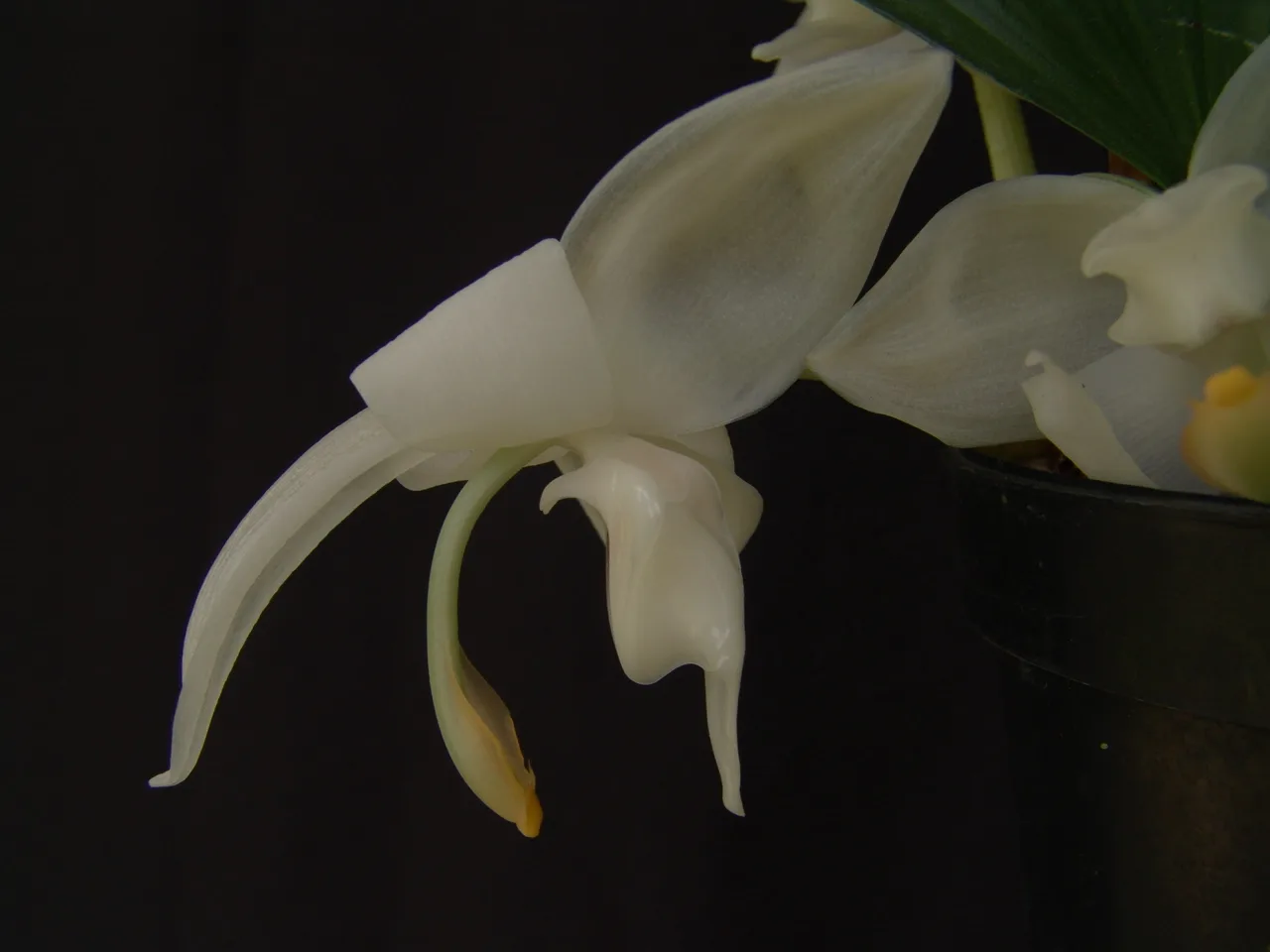 STANHOPEA CANDIDA  