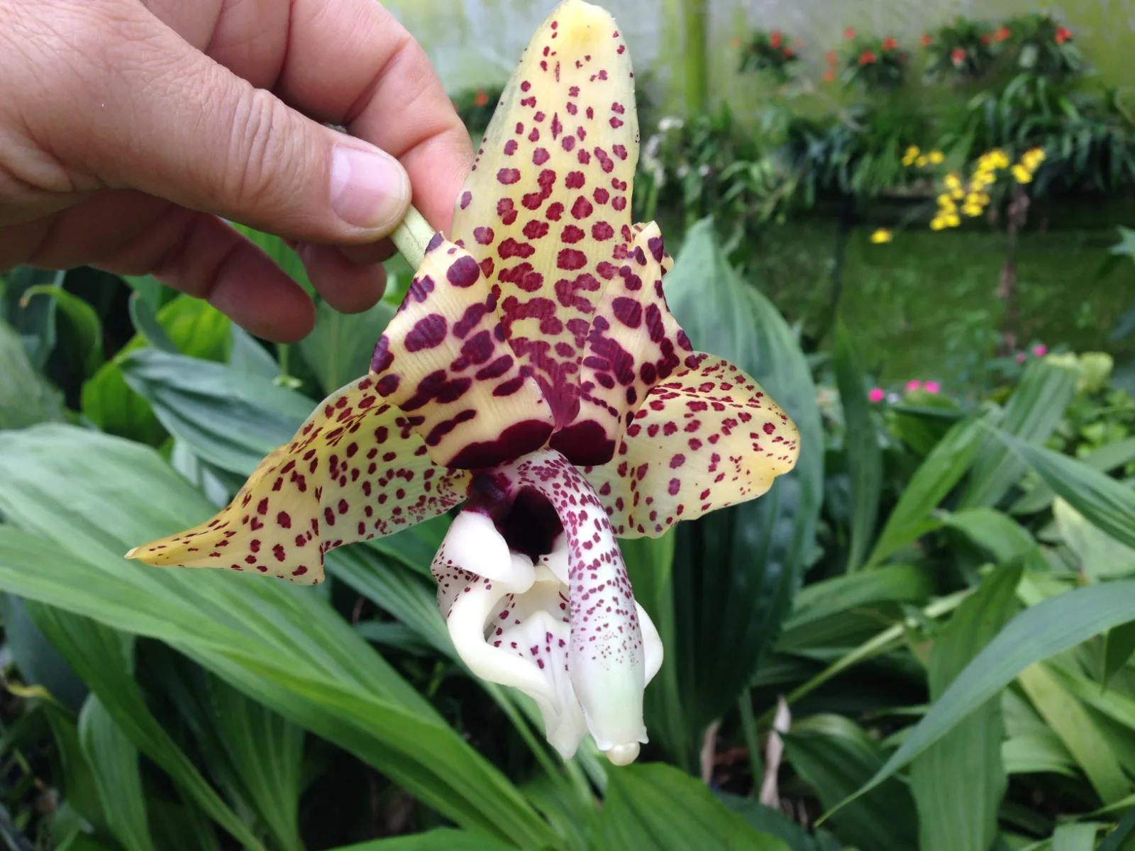 STANHOPEA HERNANDEZII  