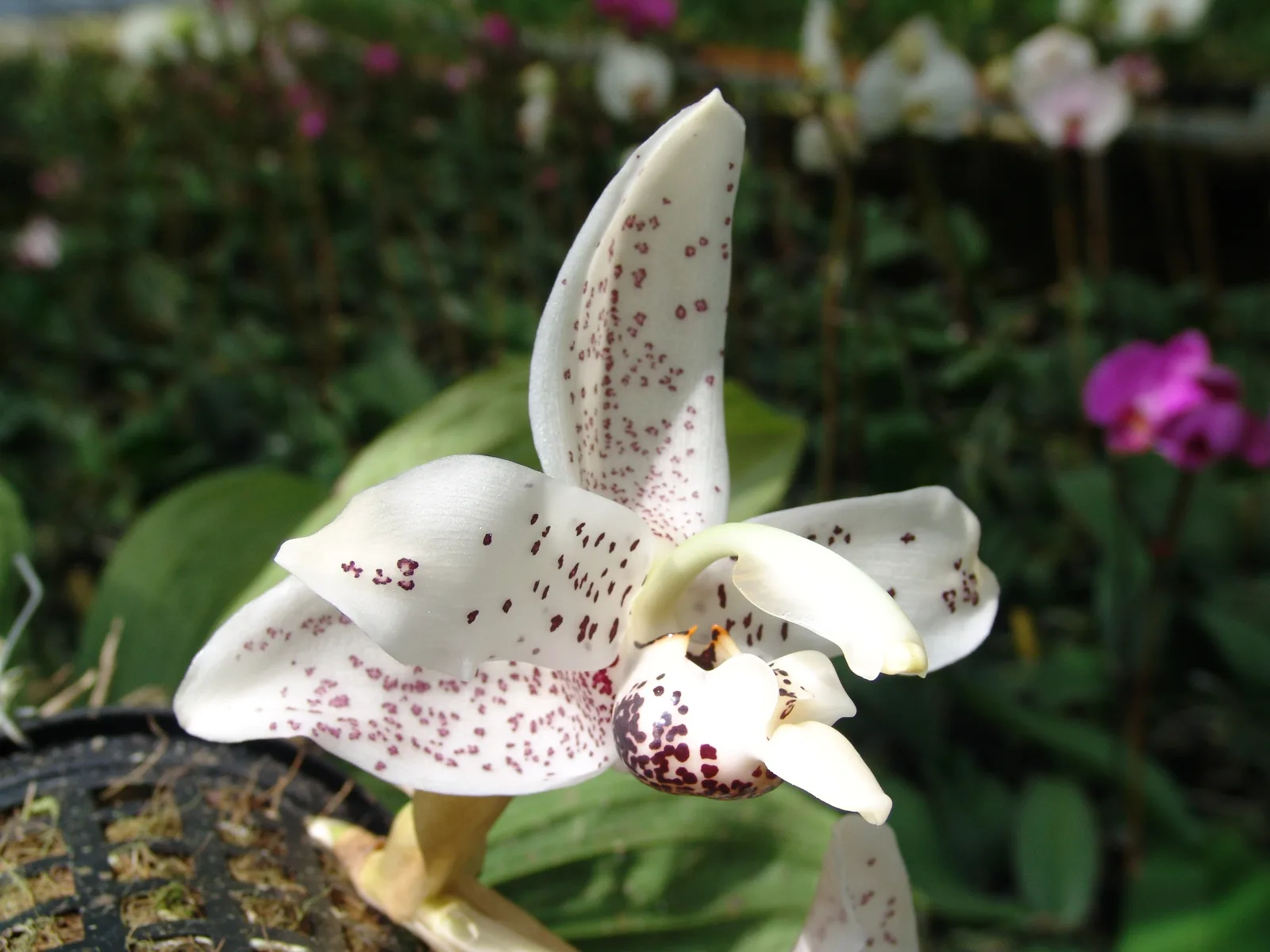 STANHOPEA HERRENHUSANA  