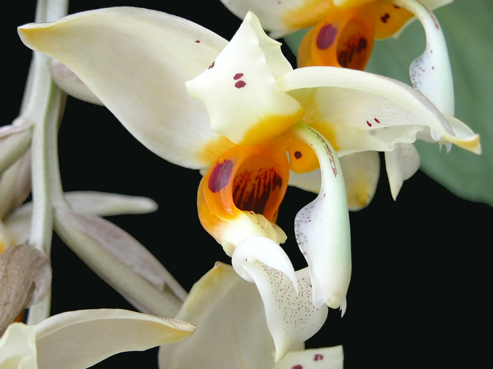 STANHOPEA IMPRESSA  