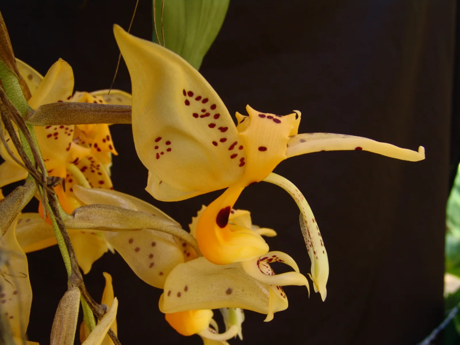 STANHOPEA JENISHIANA  