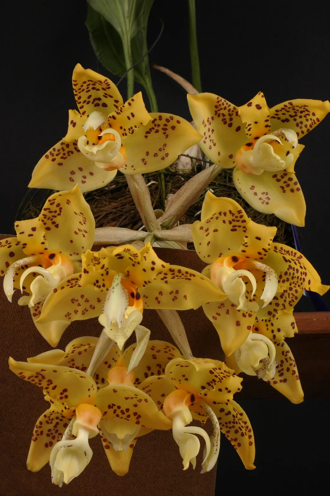 STANHOPEA OCULATA  