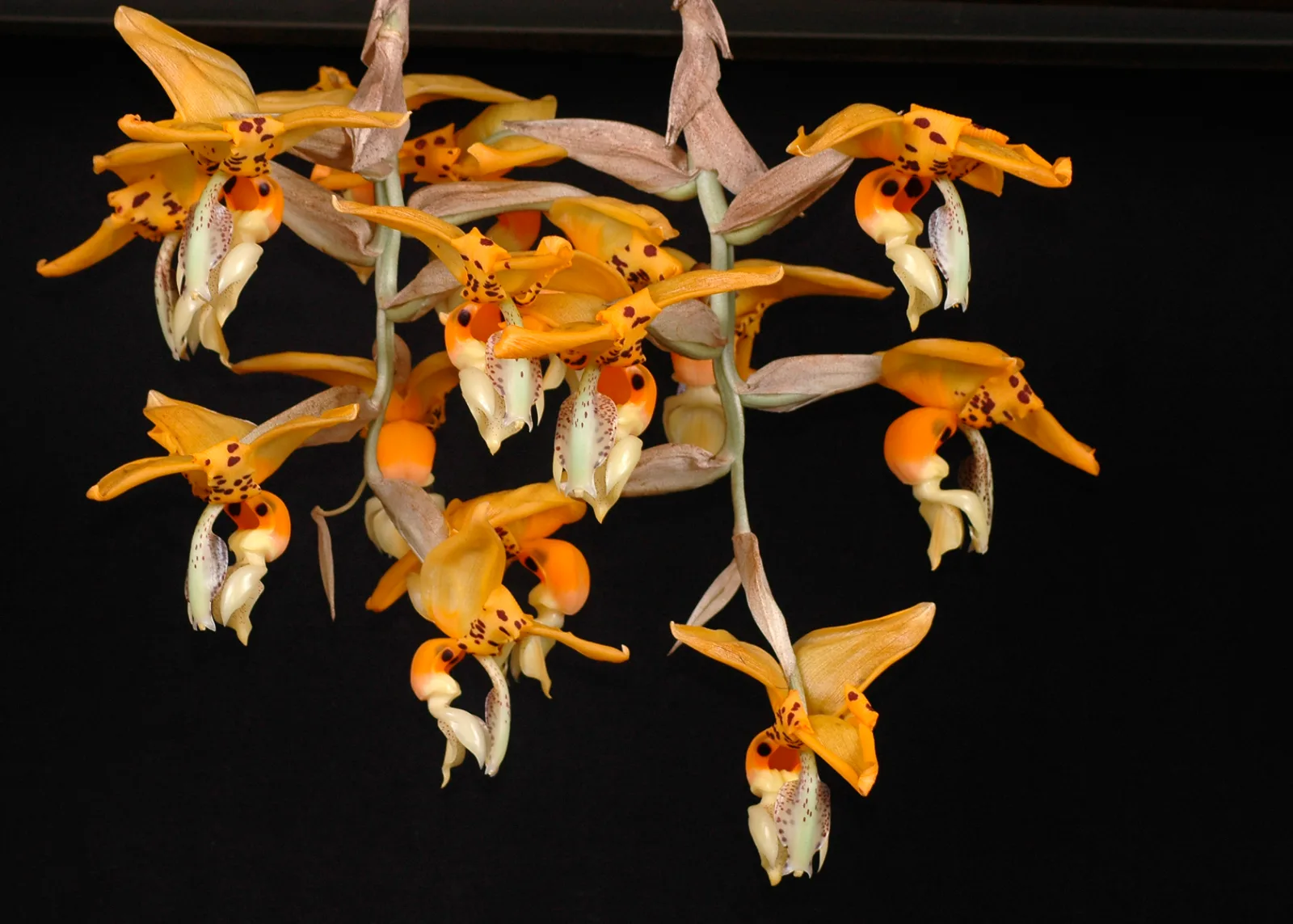 STANHOPEA SHUTTLEWORTHII  