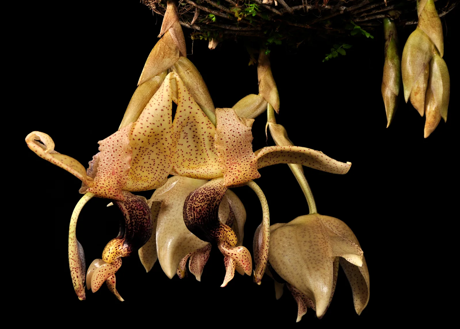 STANHOPEA PLATYCERAS  