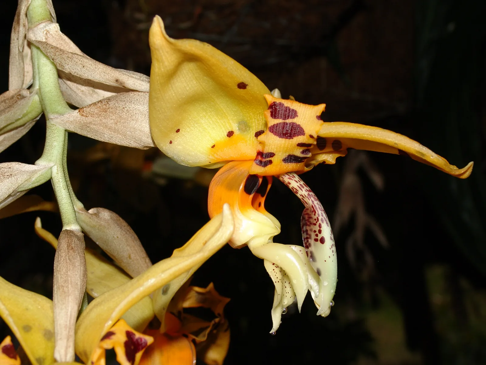 STANHOPEA POSADAE.  