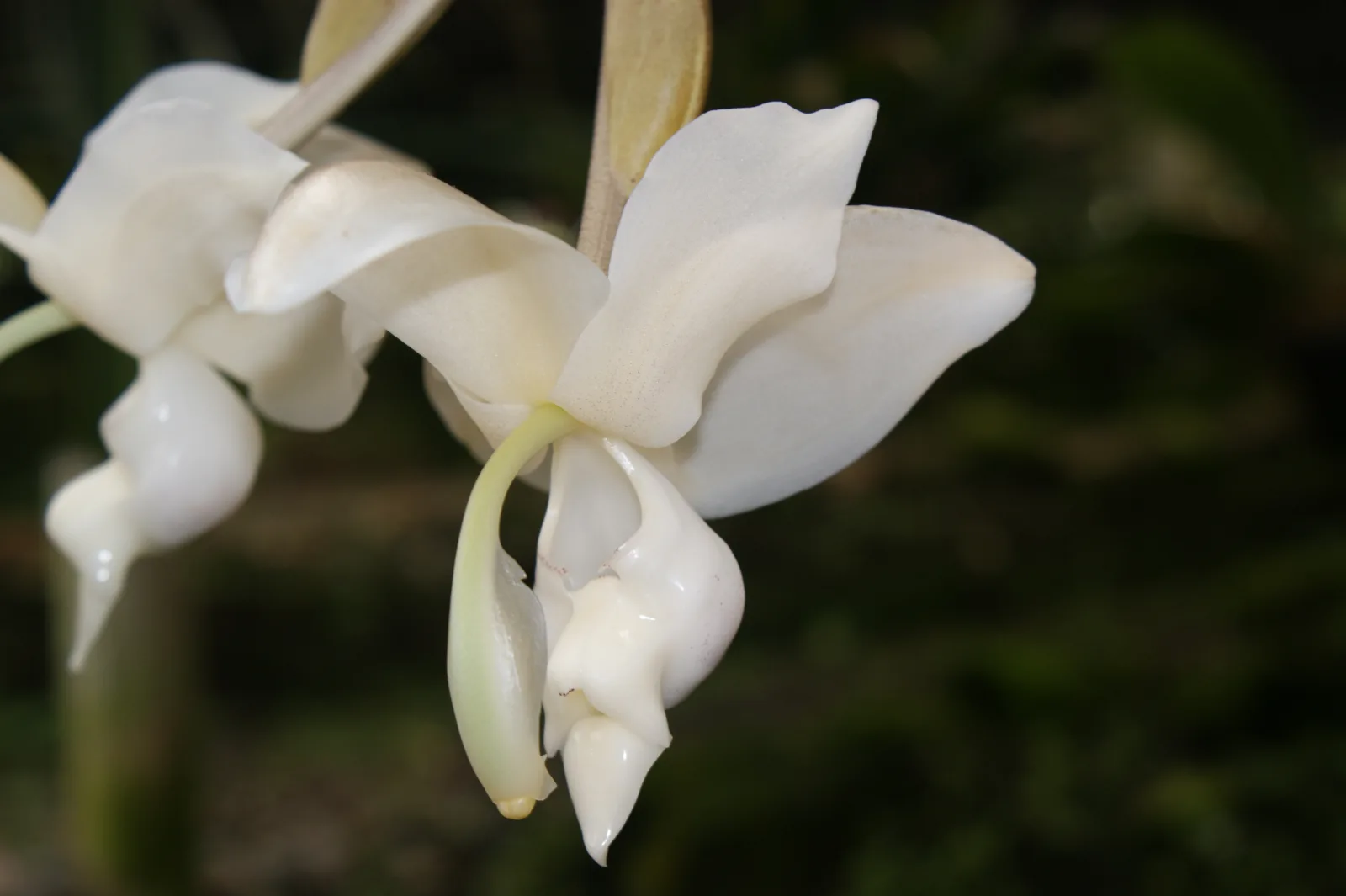 STANHOPEA REICHENBACHIANA  