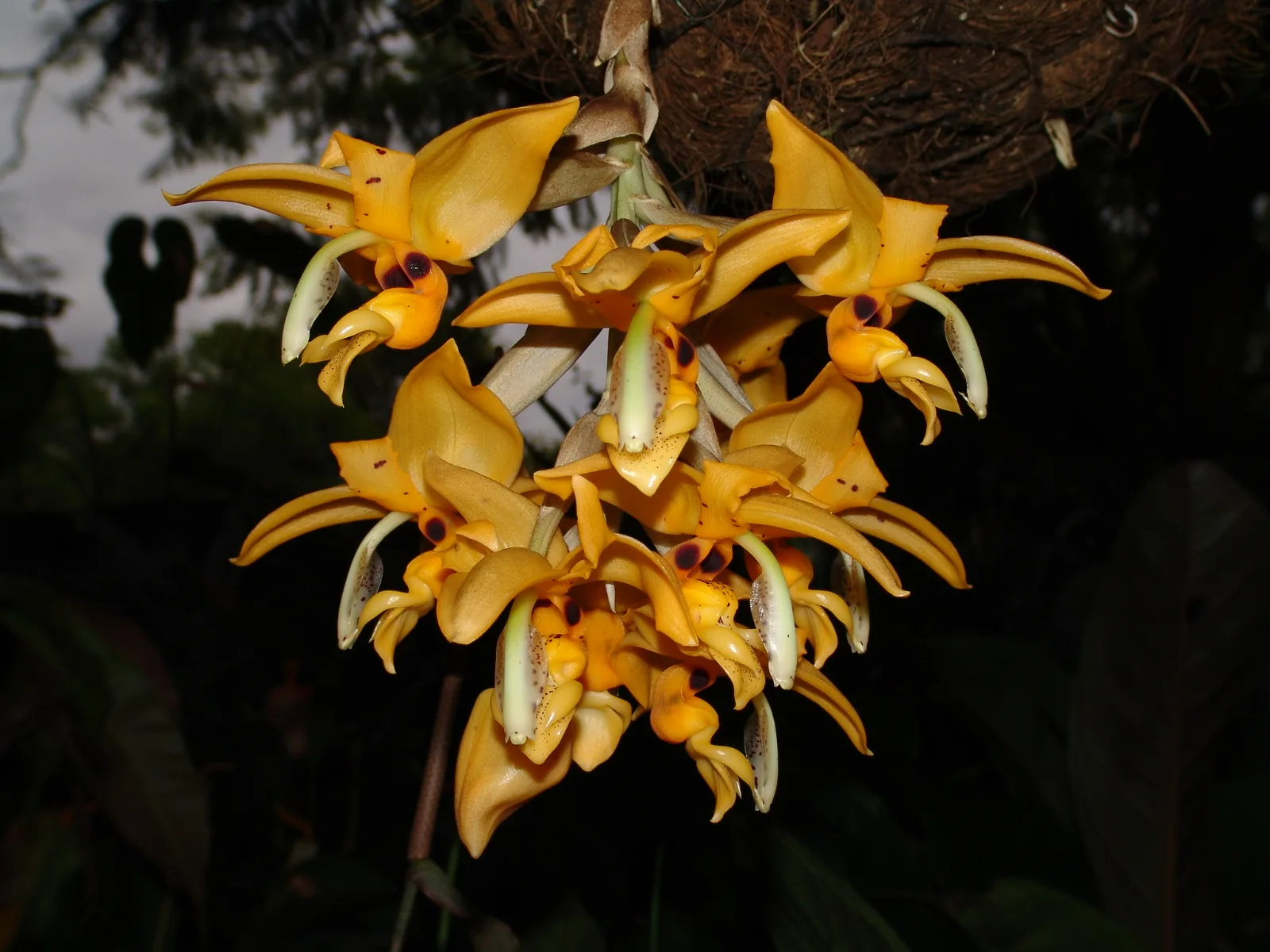 STANHOPEA STEVENSONII  