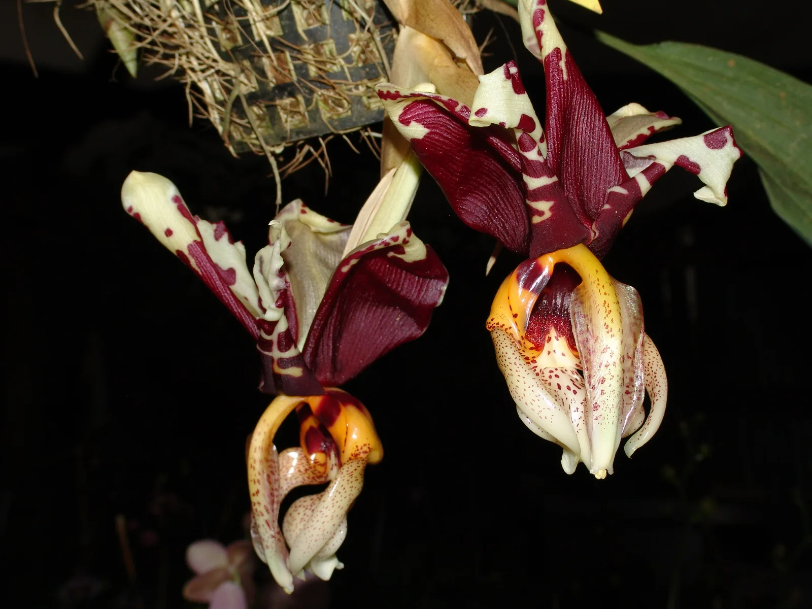 STANHOPEA TIGRINA  