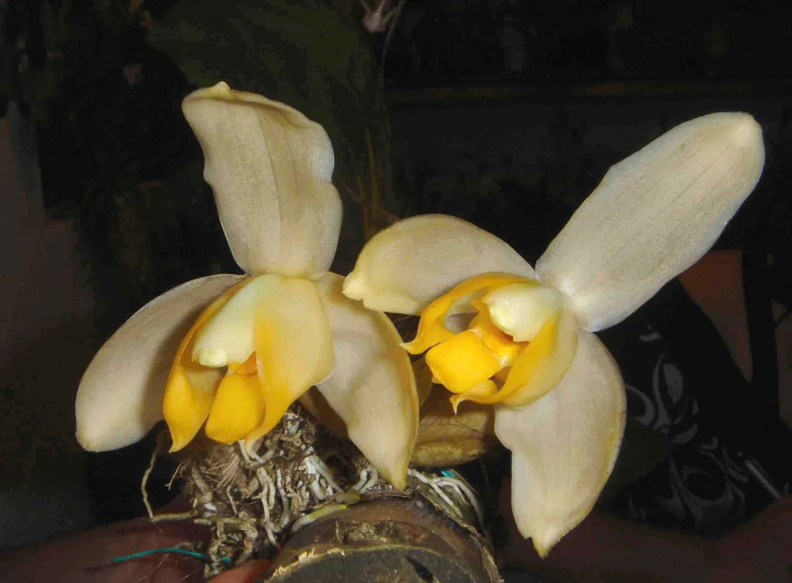 STANHOPEA TRICORNIS  