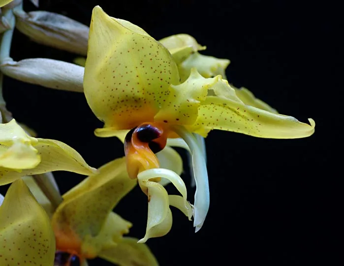 STANHOPEA WARDII  