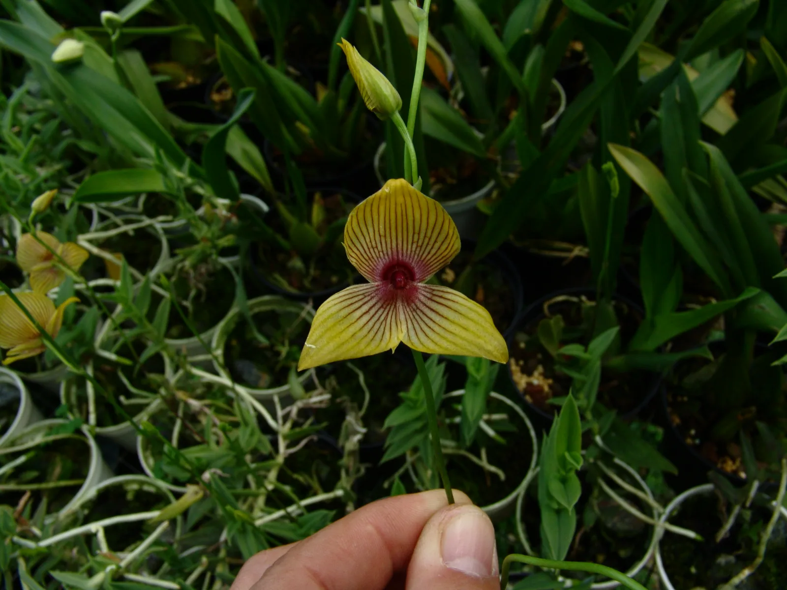 TELIPOGON ANTIOQUIANUS.  