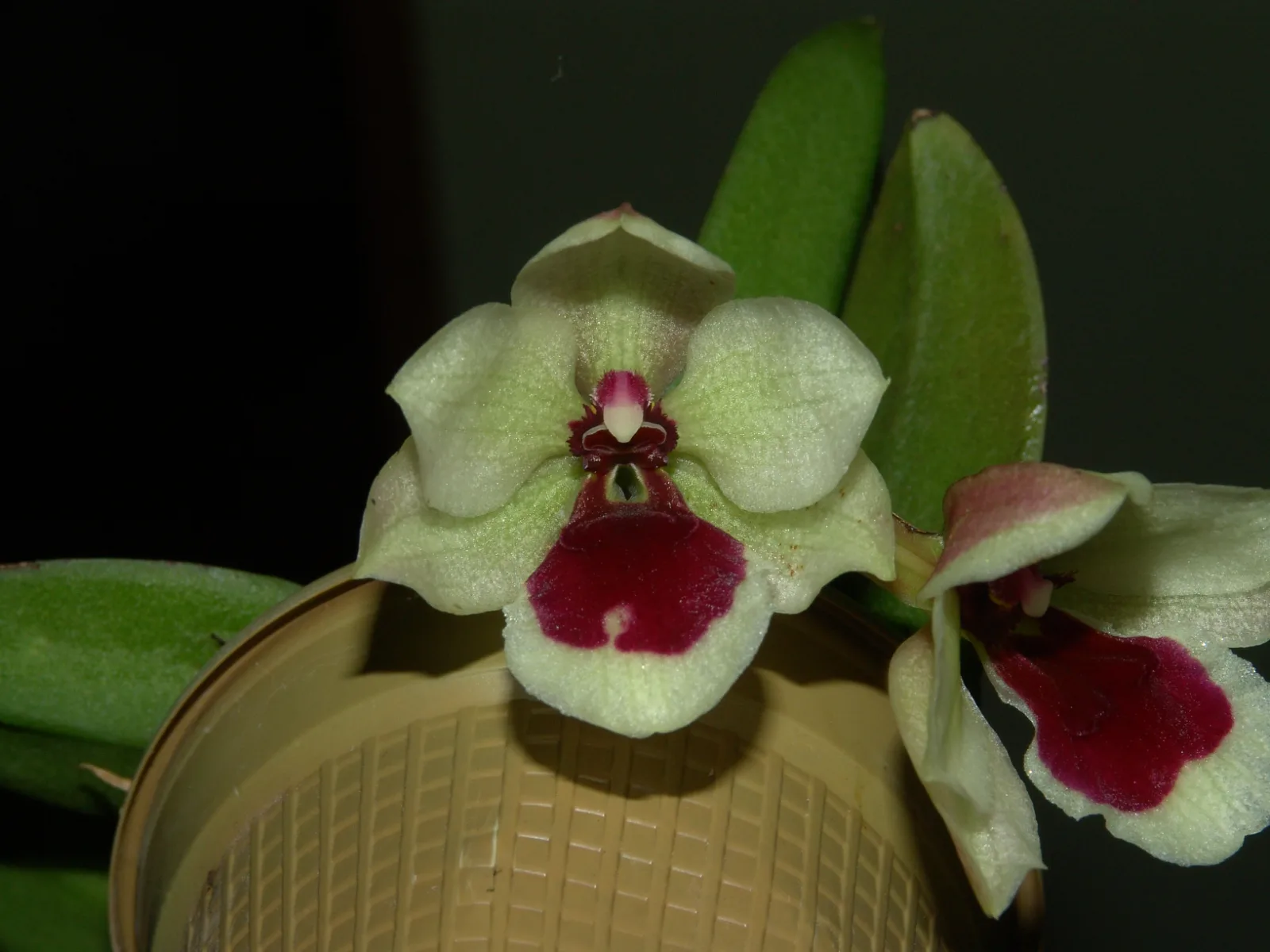 TRICHOCENTRUM BRANDTIAE  