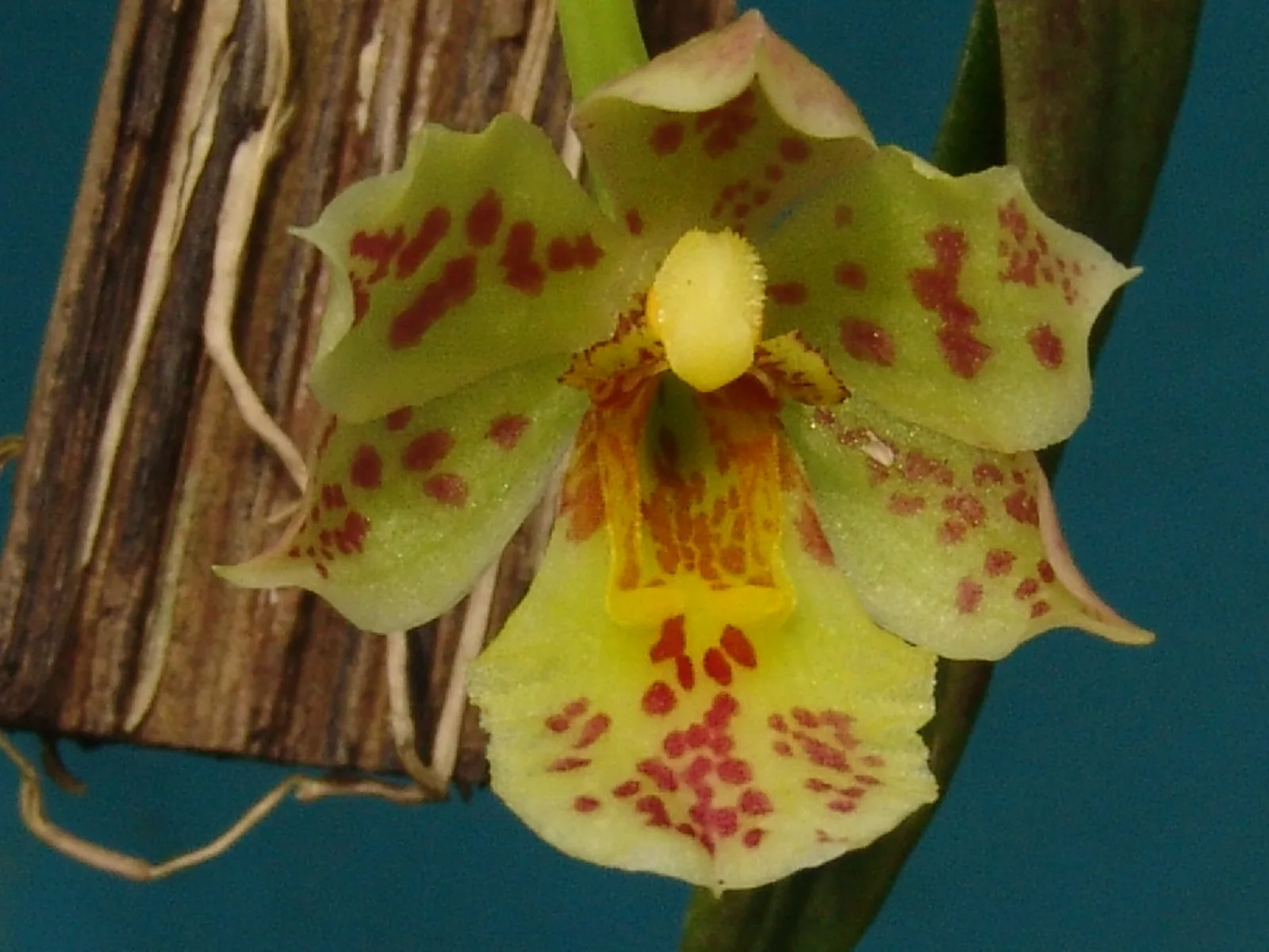 TRICHOCENTRUM PULCHRUM  