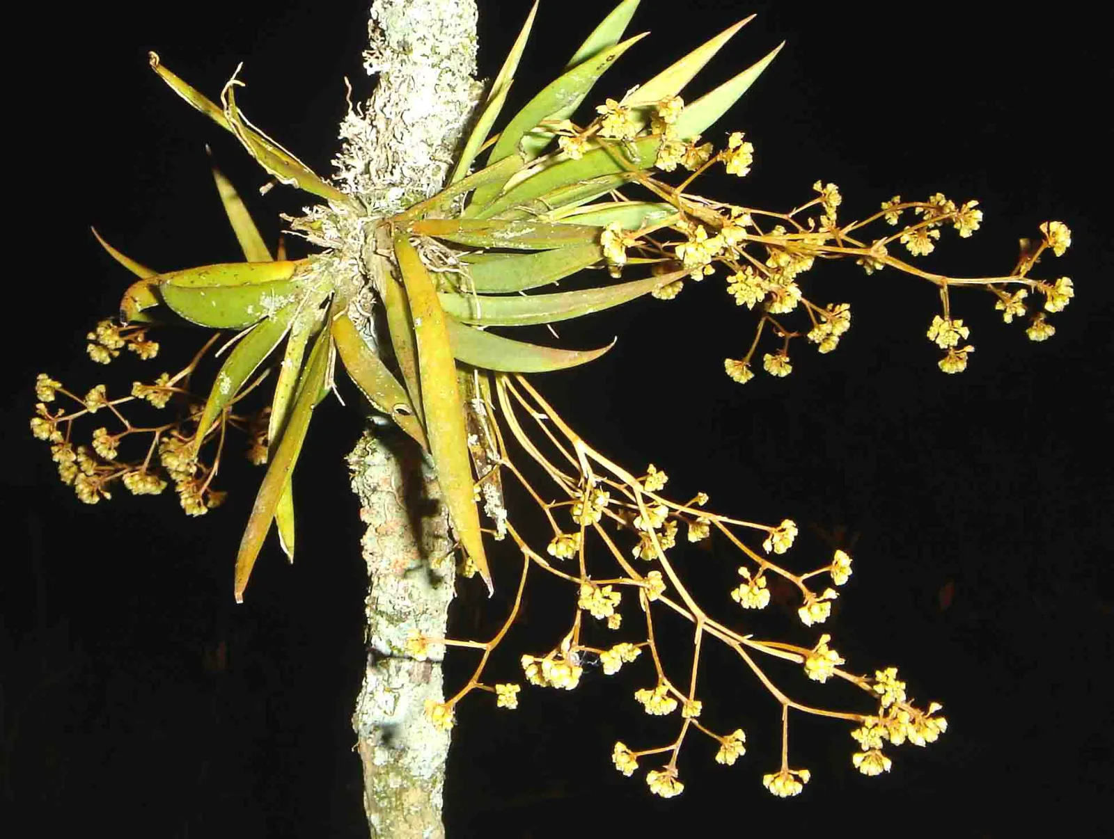 TRIZEUXIS FALCATA.  