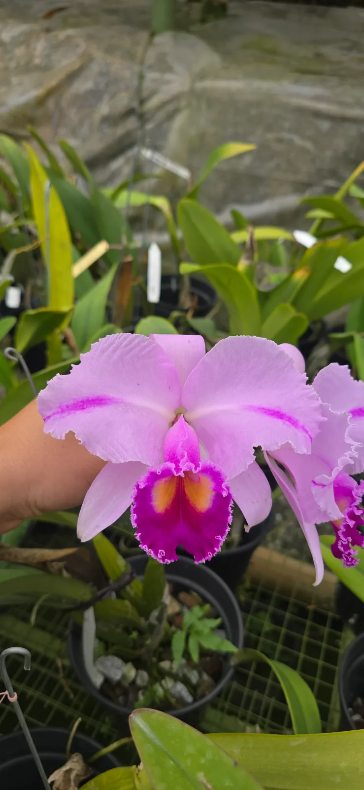 CATTLEYA TRIANAE TIPO 'CAFETERA'
