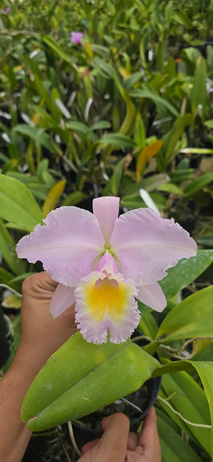 CATTLEYA TRIANAE CONCOLOR 'GELIDA'