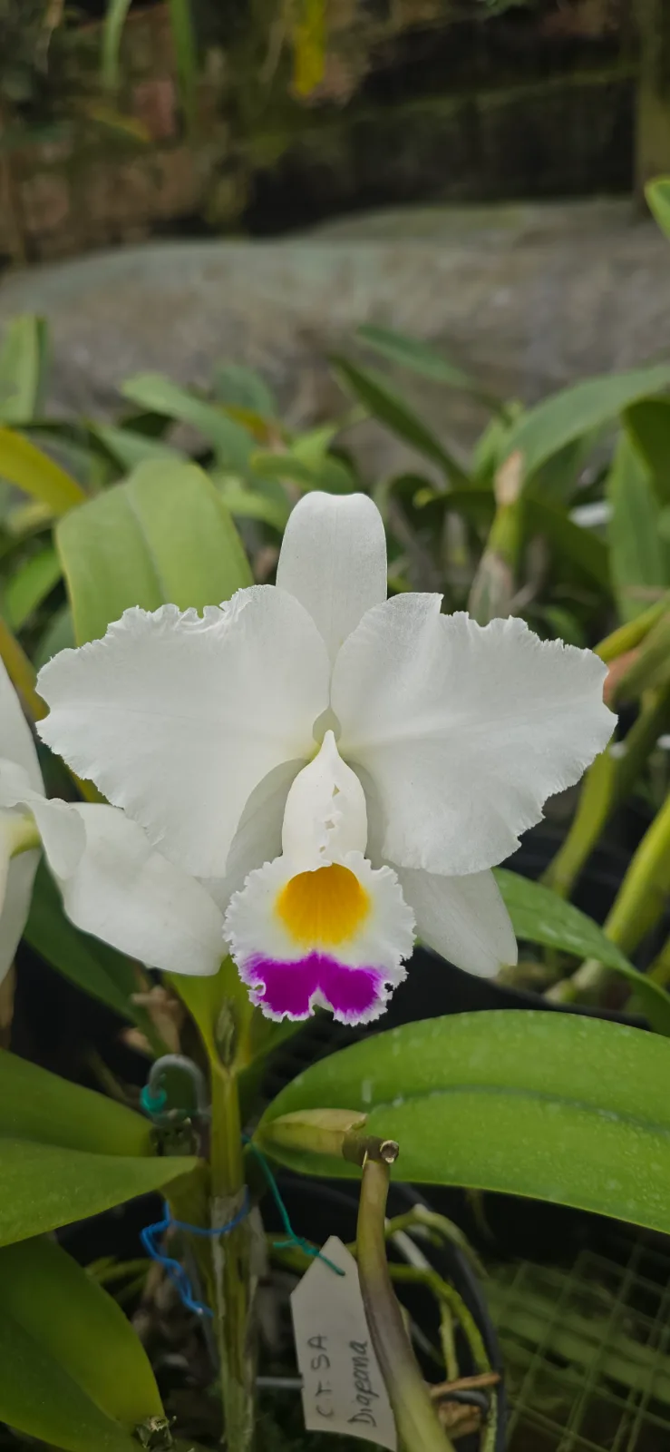 CATTLEYA TRIANAE SEMI-ALBA 'DIAFANA'