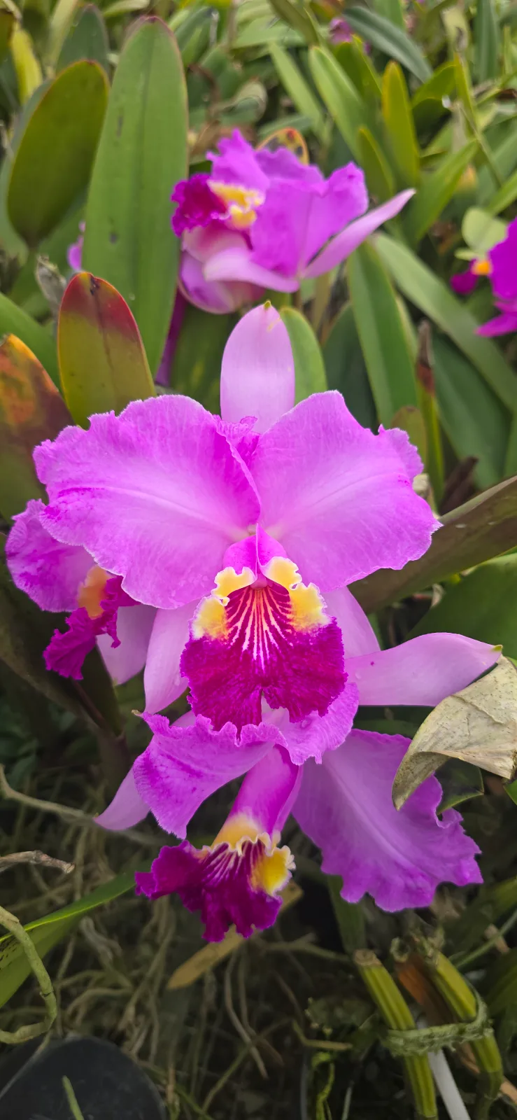 CATTLEYA LUEDDEMANIANA TIPO 'TANIA'