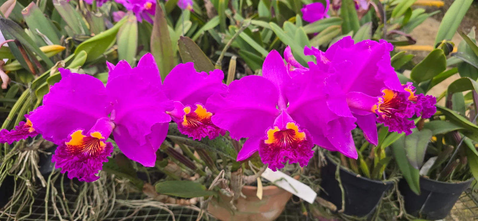 CATTLEYA LUEDDEMANIANA TIPO 'CORTINA'
