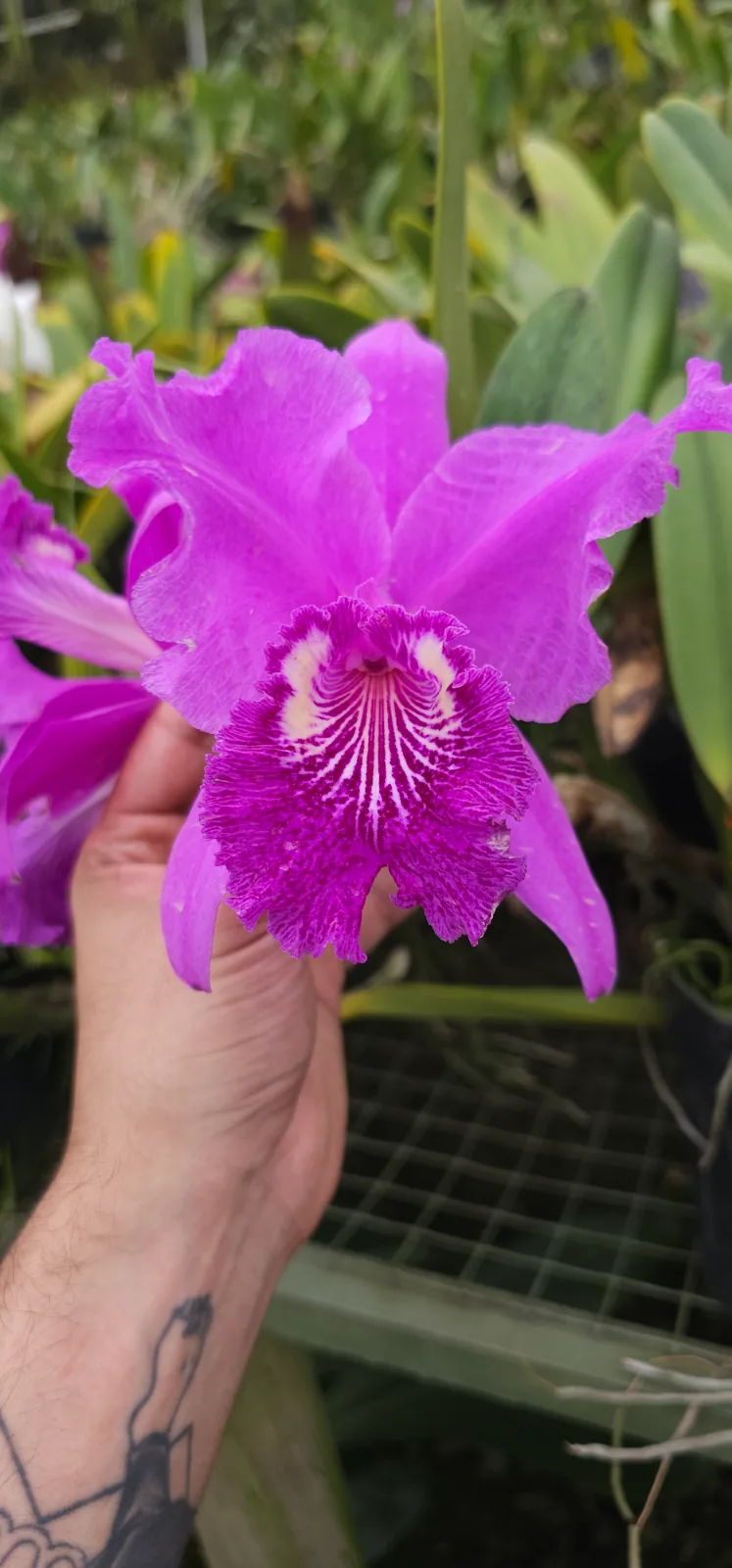 CATTLEYA LUEDDEMANIANA TIPO 'MARIA'