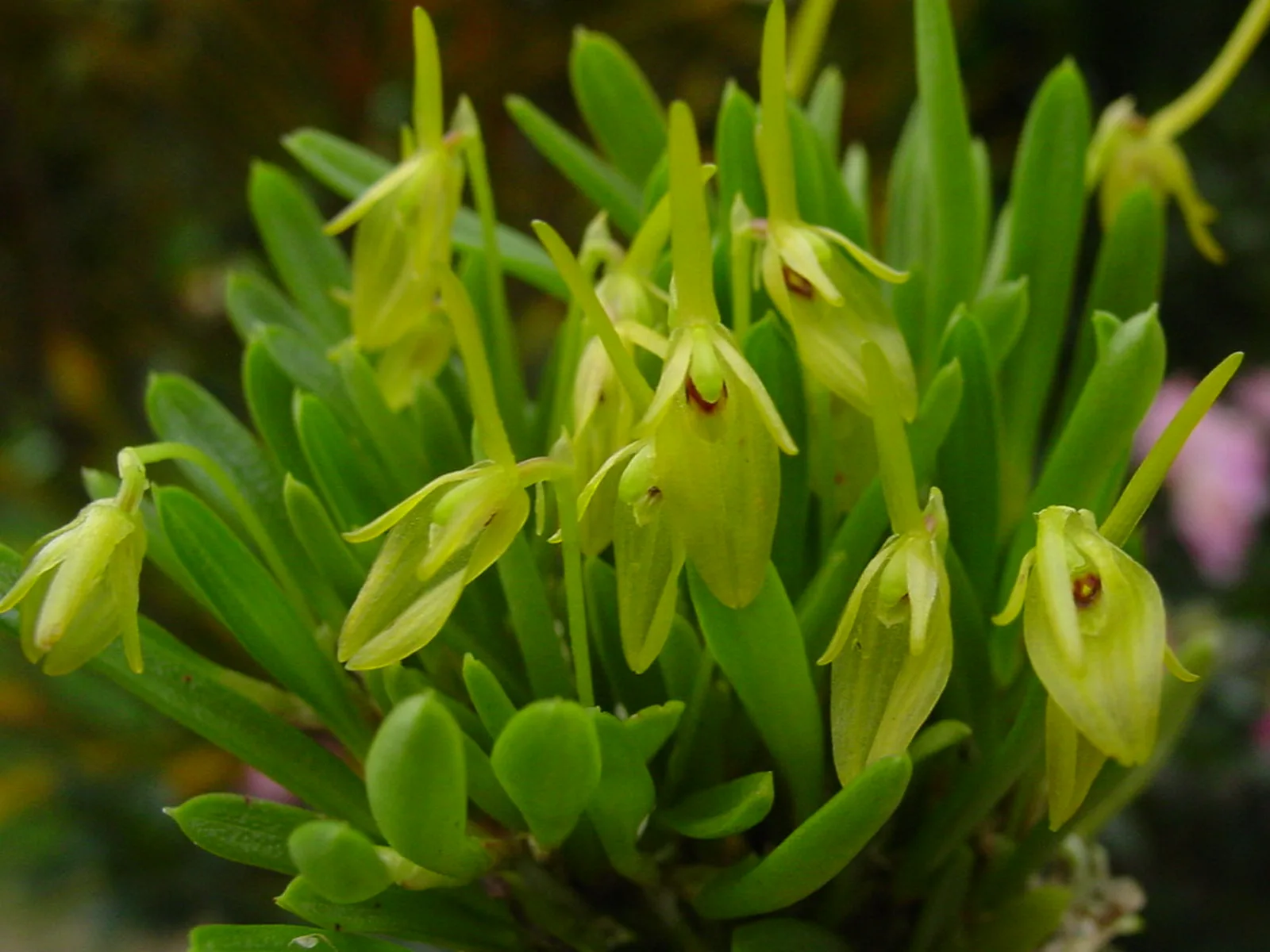 BARBOSELLA PROREPENS  