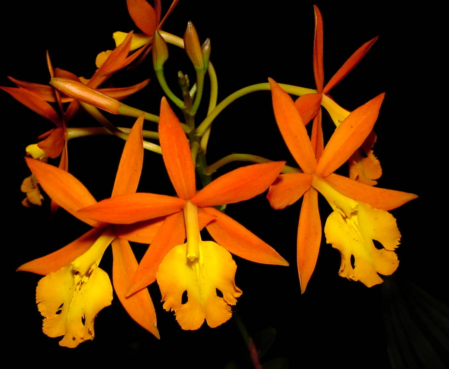 EPIDENDRUM RADICANS  