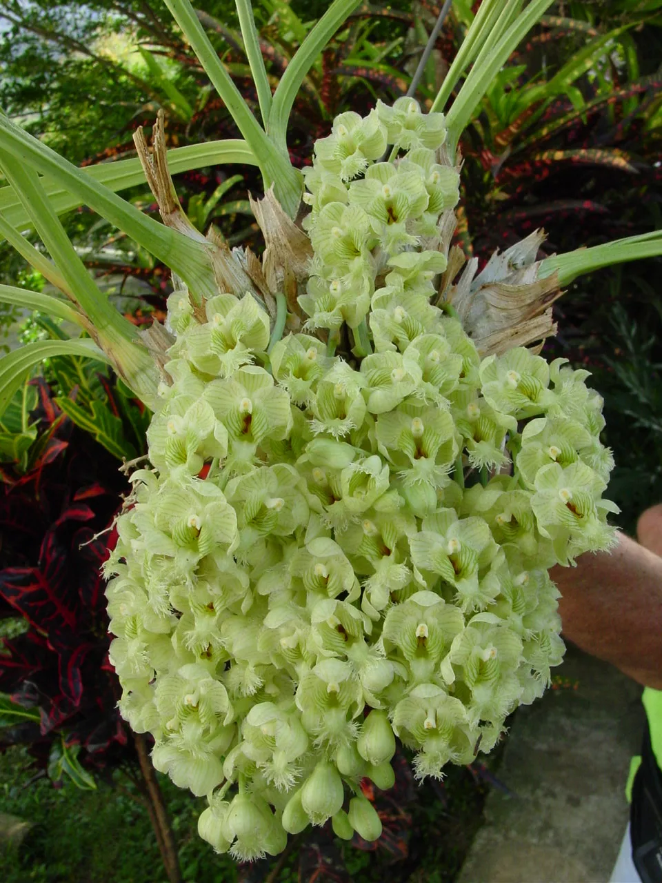 CLOWESIA WARZCEWICZII  