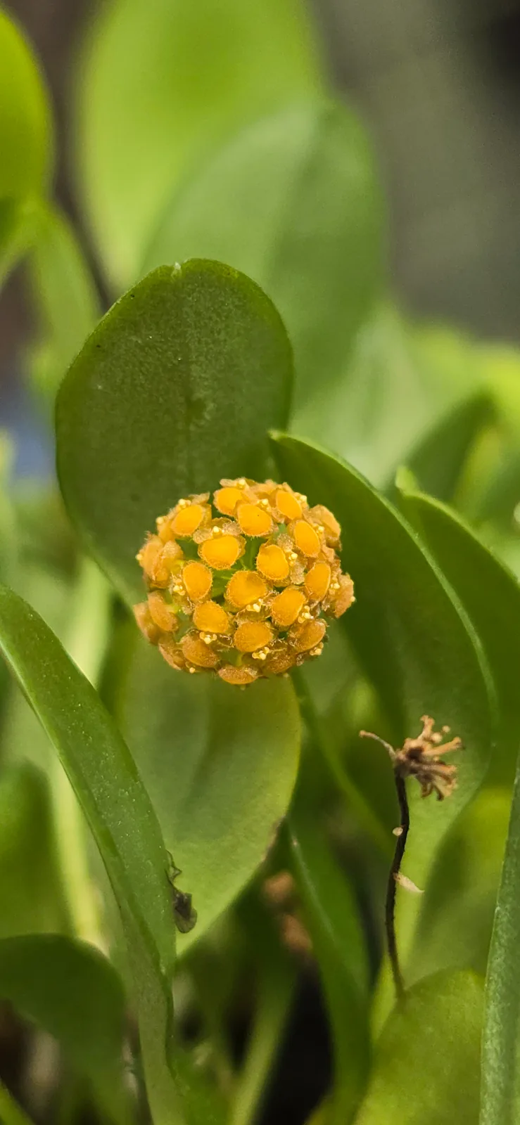 PLATYSTELE UMBELLATA XANTHINO 