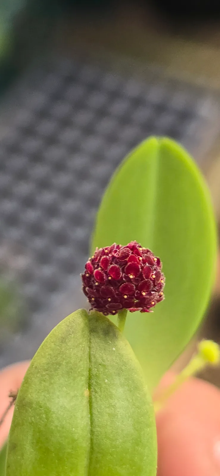 PLATYSTELE UMBELLATA  