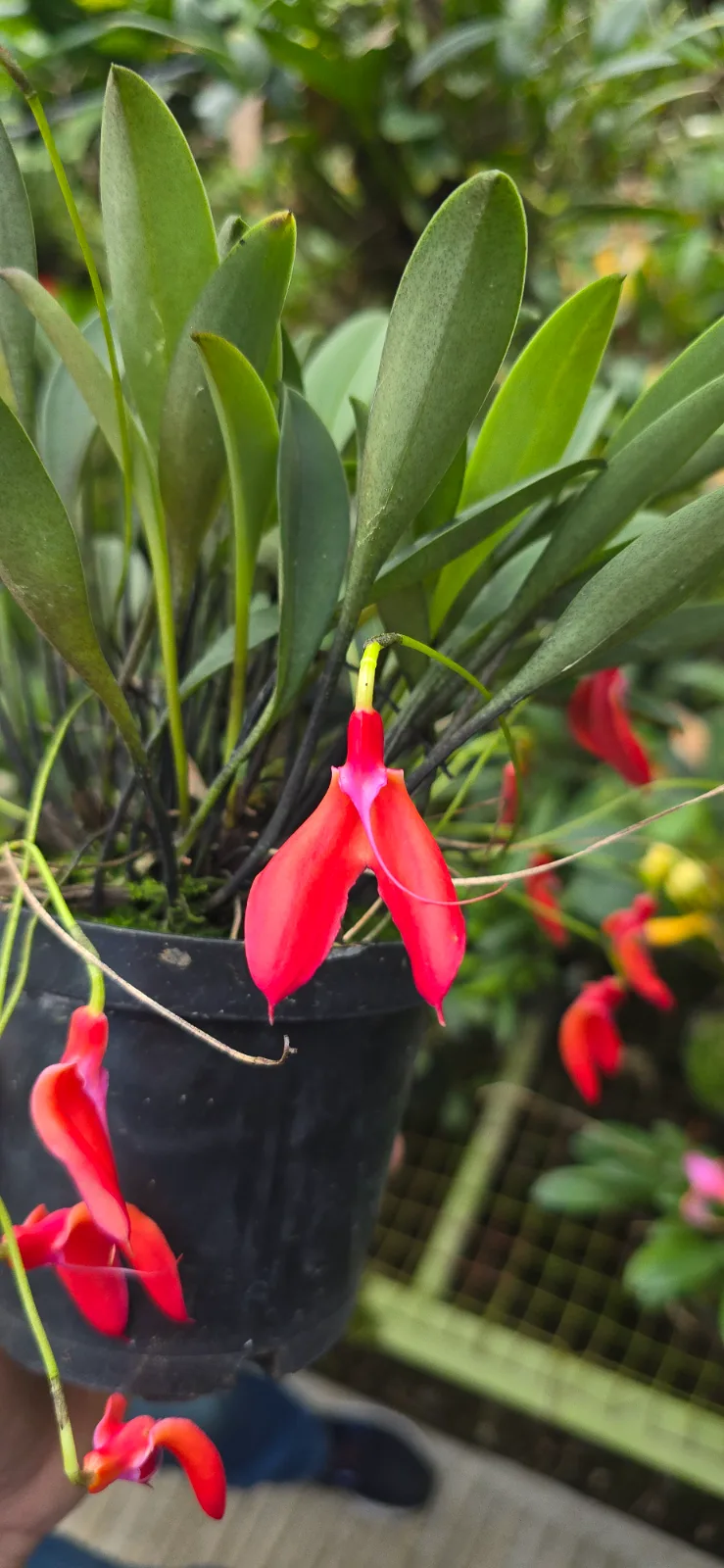 MASDEVALLIA DEFORMIS  