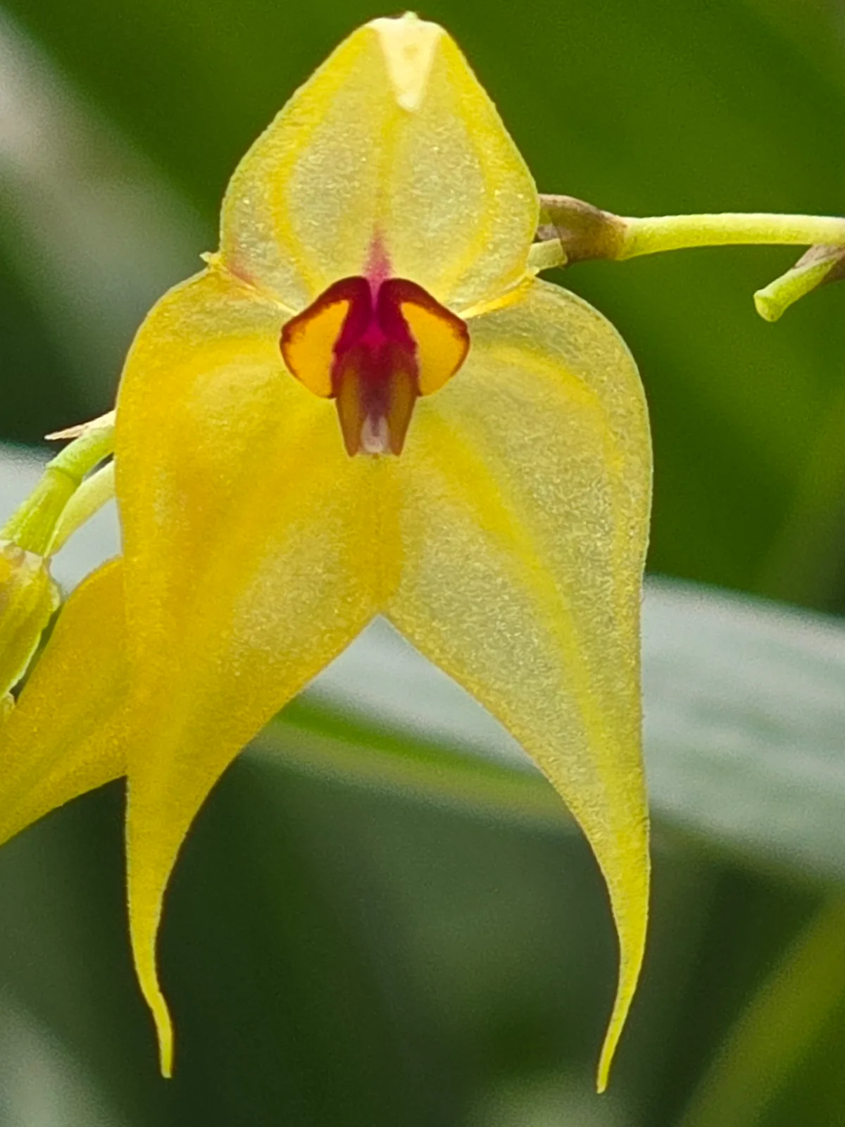 LEPANTHES ARBUSCULA  